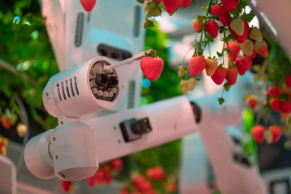 Robotik hasat sahası