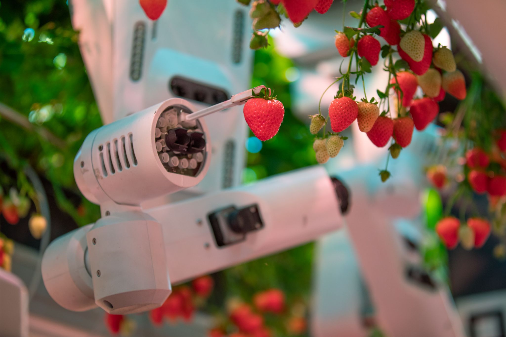 Robotic harvest results