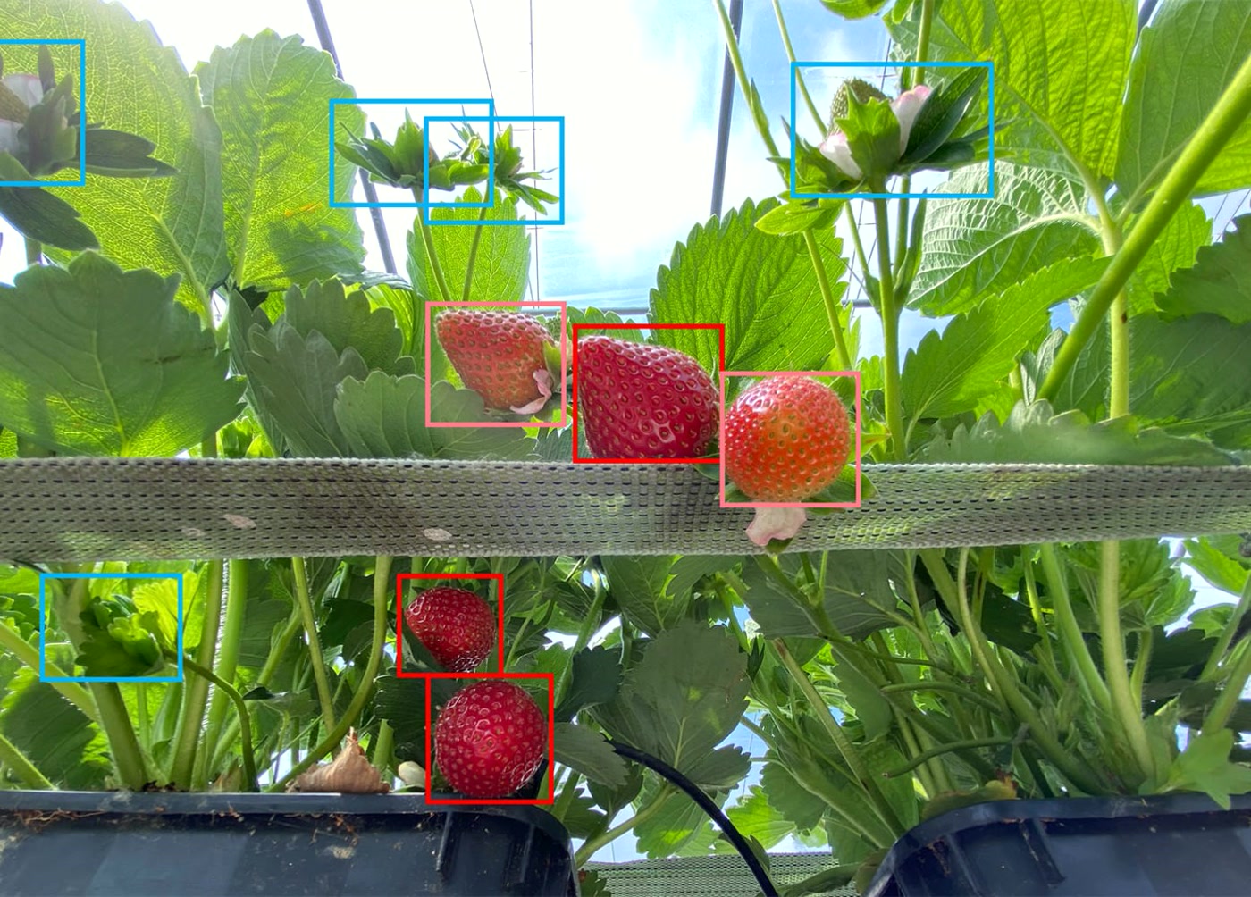 Strawberry harvest robot quality screen