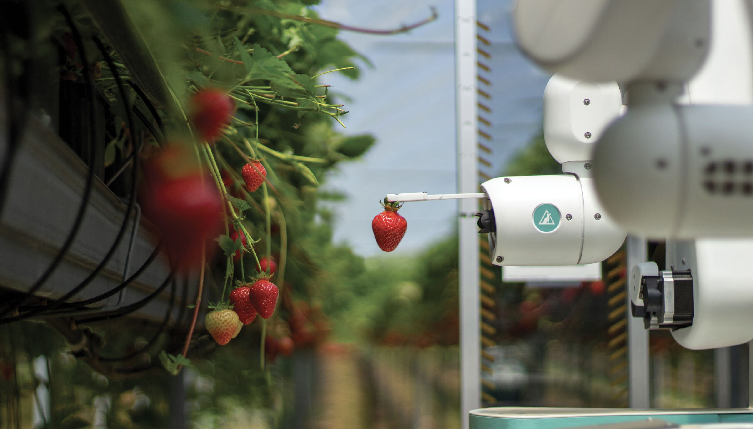 Operator observing the strawberry harvest robot