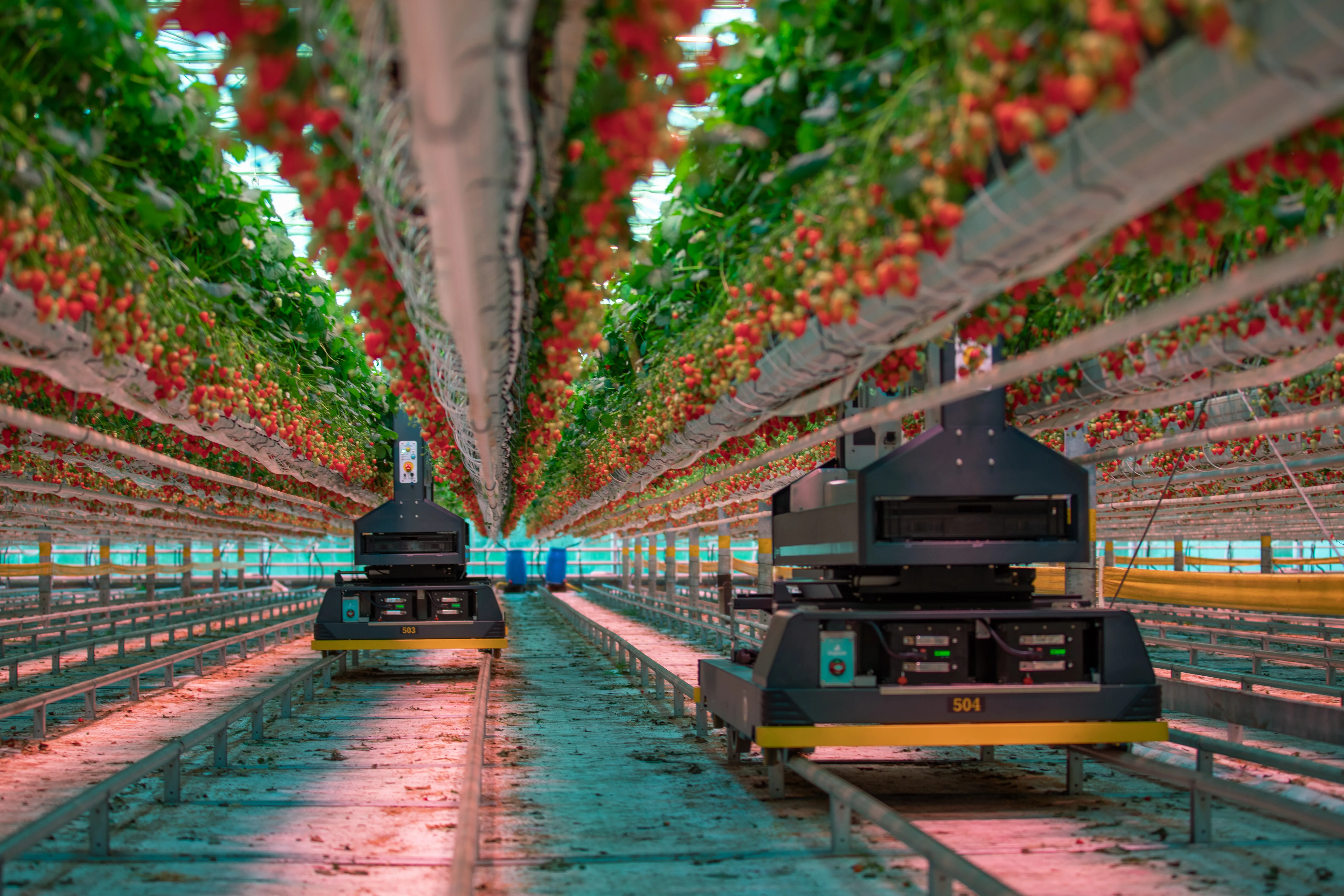 Strawberry harvest robot