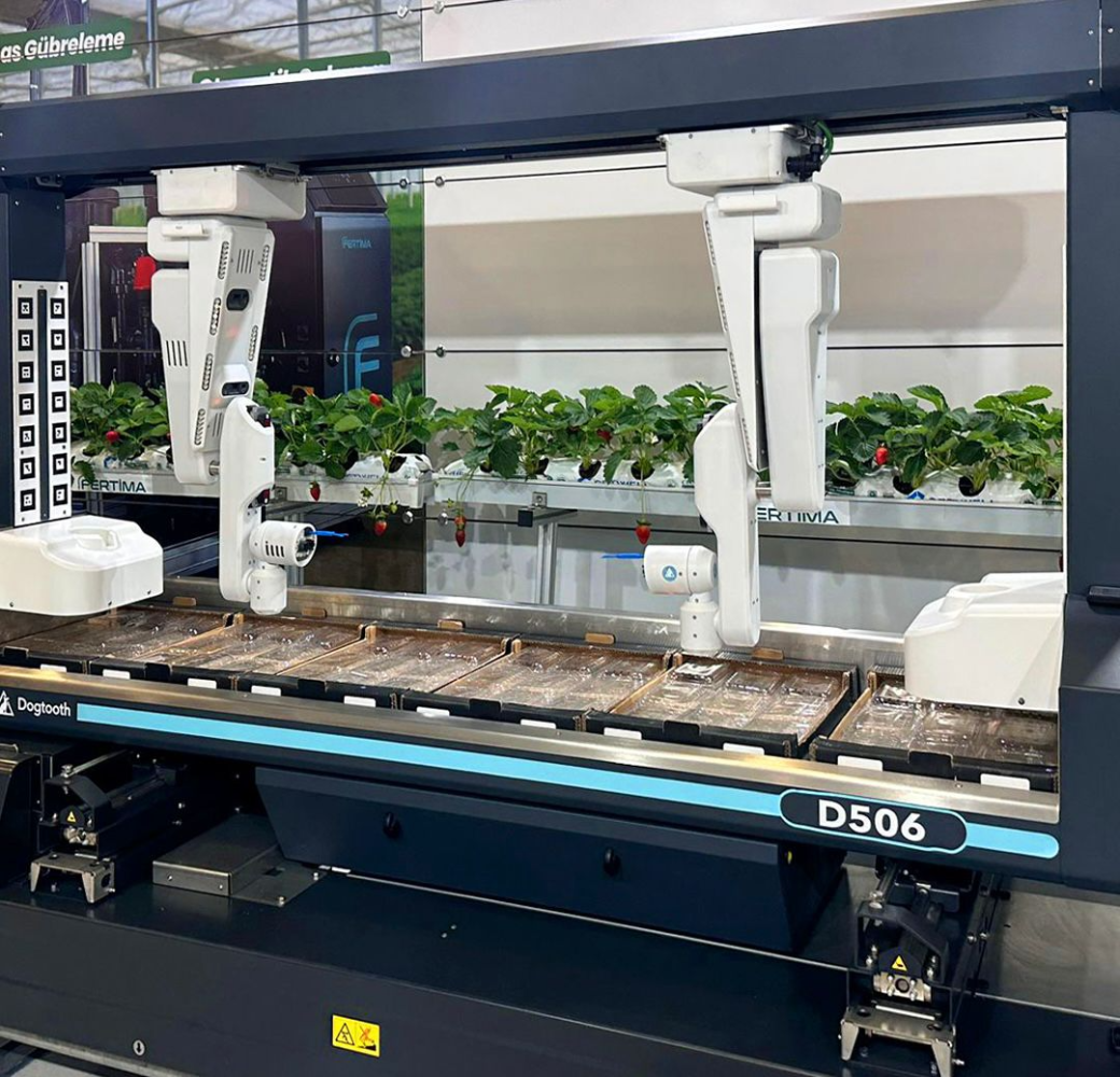 Dogtooth çilek hasat robotu ve serada çilek sıraları