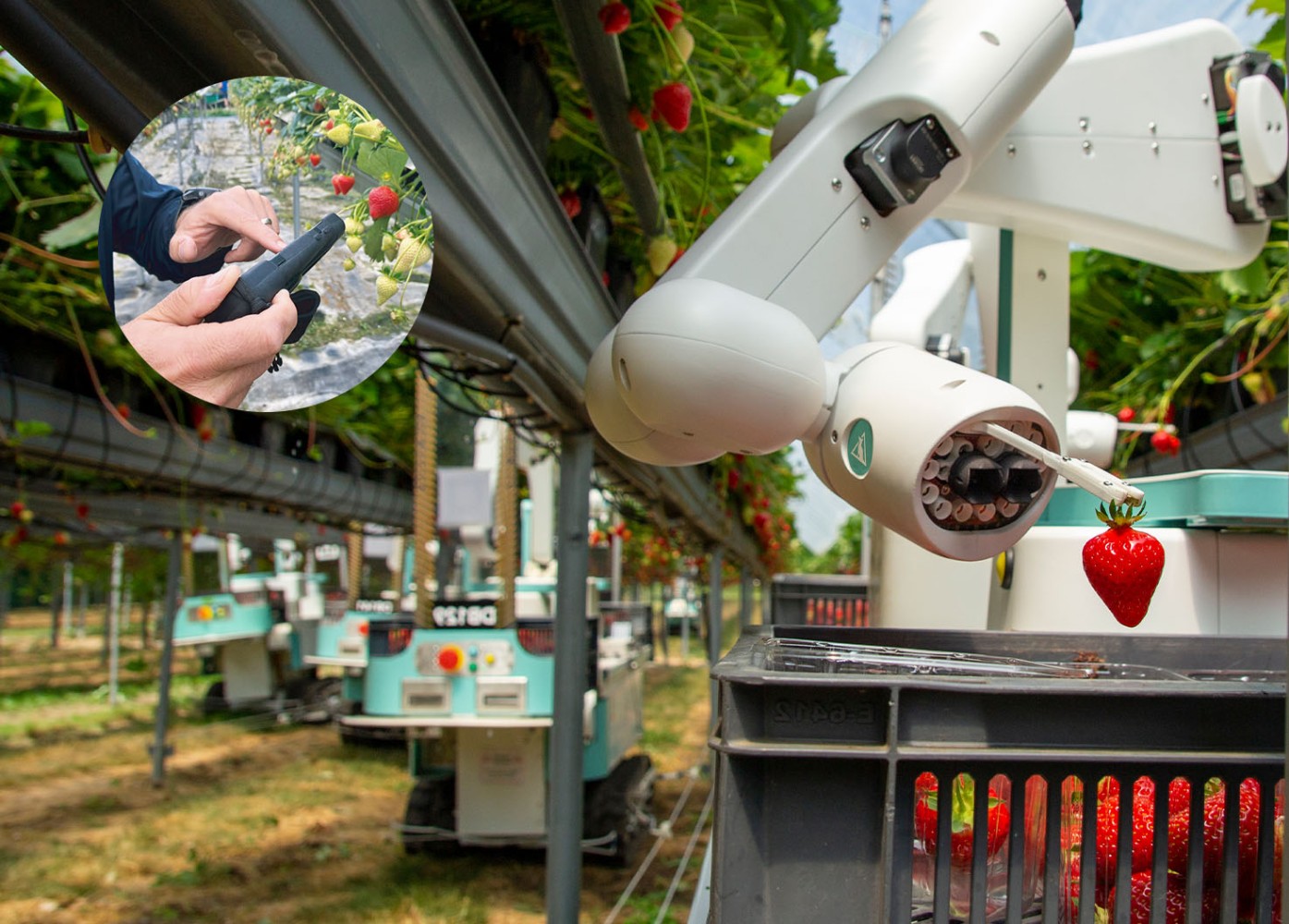 Çilek hasat robotu ve toplama sürecini takip eden operatör