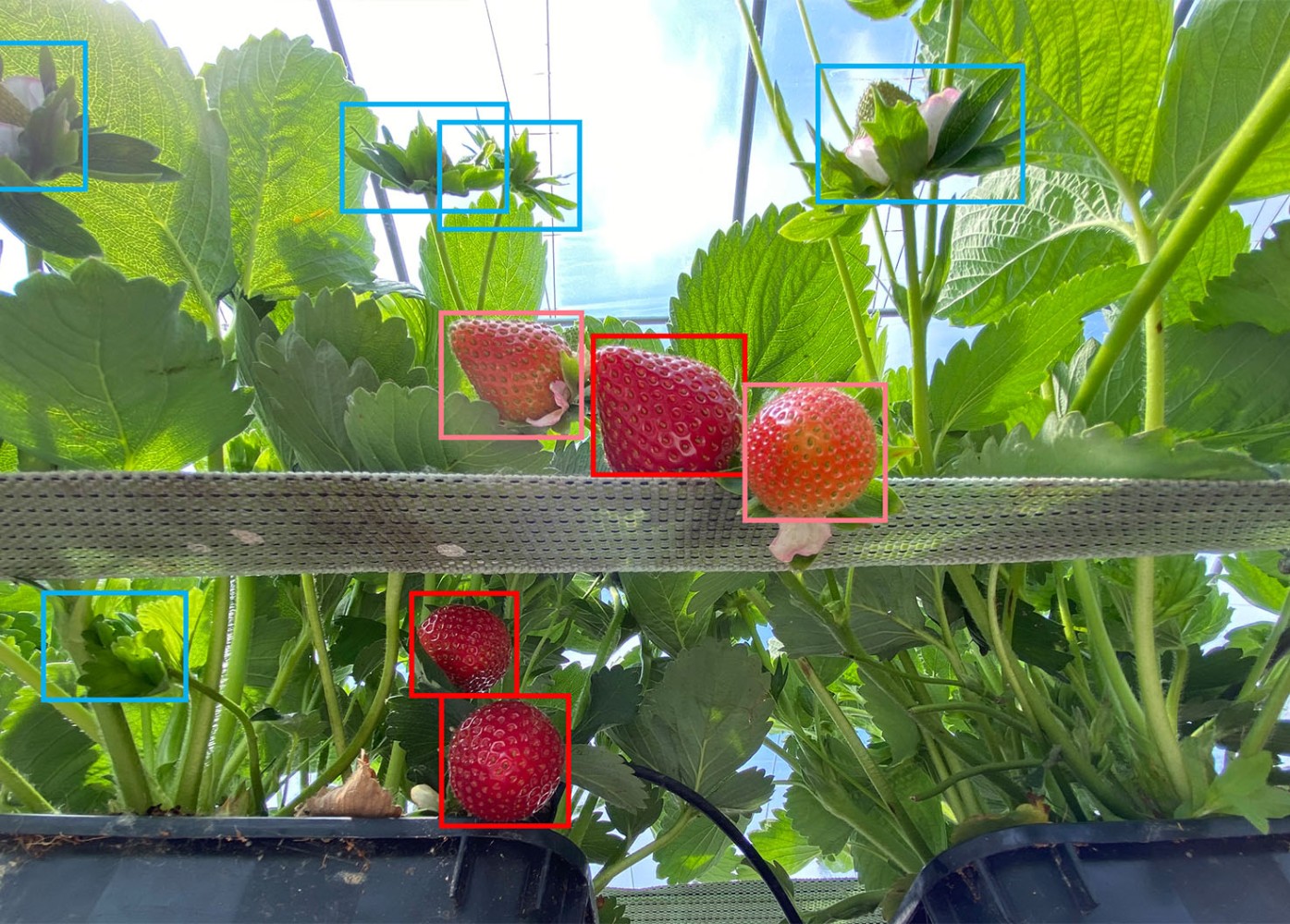 Çilek hasat robotunun kalite kontrol ekranı ve meyve analizi